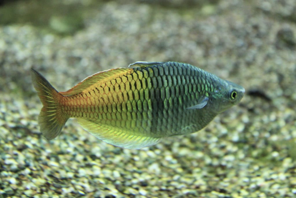 The rainbowfish is one of the most colourful fish species for your tank.