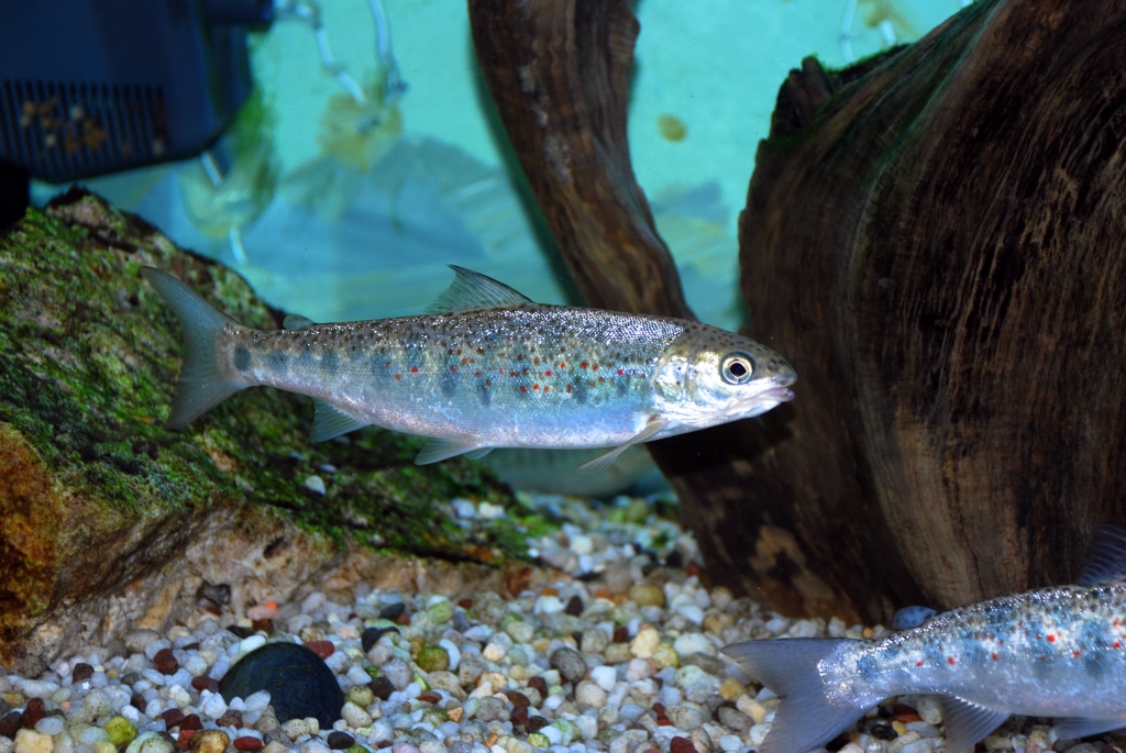 This is one of the most fascinating facts about the majestic Atlantic salmon.