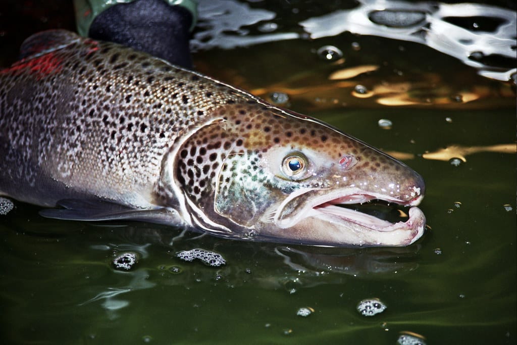 The Atlantic salmon's comparative merit.