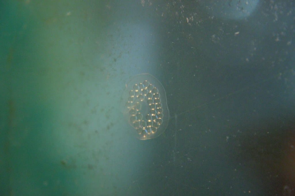 Identifying and managing fish tank snail eggs: a guide.