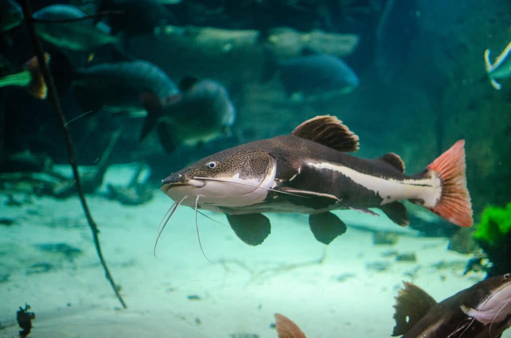 Catfish can help manage populations in a tank.