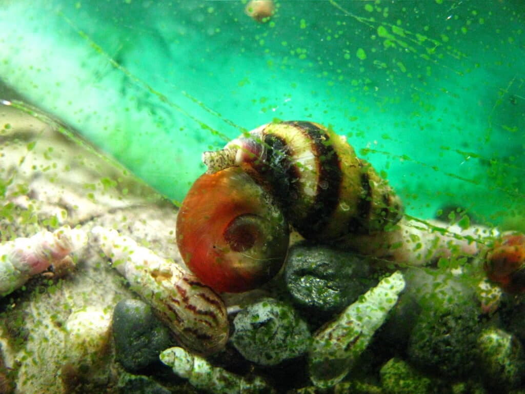 Identifying and managing fish tank snail eggs: a guide.