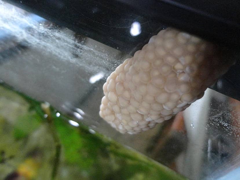 Identifying and managing fish tank snail eggs: a guide.