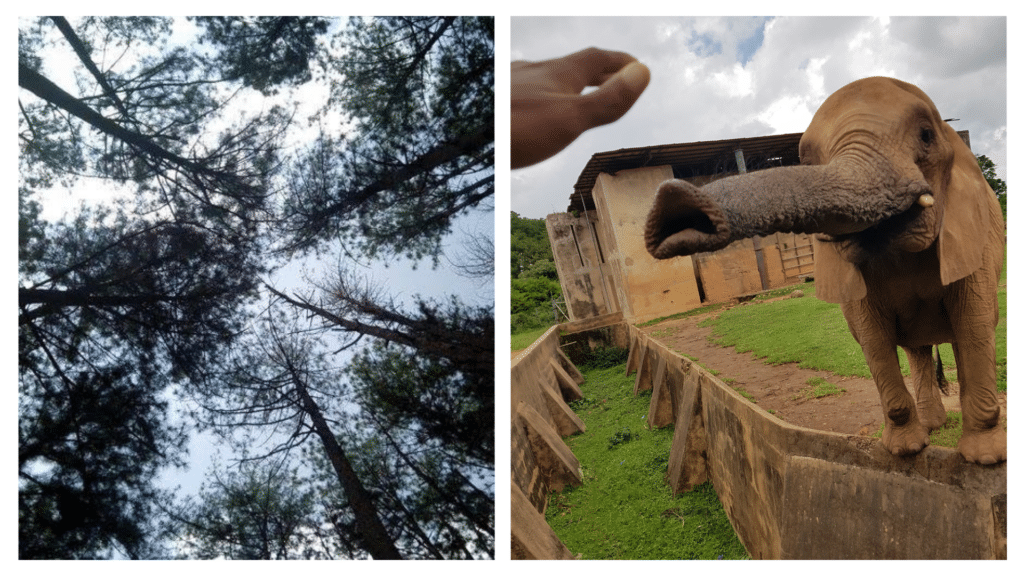 An upward shot of the sky through the trees (left) and a human hand reaching towards an elephant (right) at Jos Wildlife Park, one of Nigeria's best National Parks.