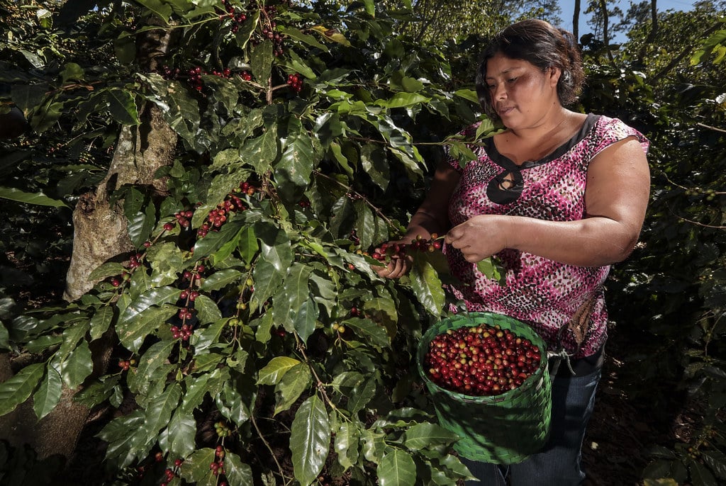 Picture of Honduras lady harvesting coffee.