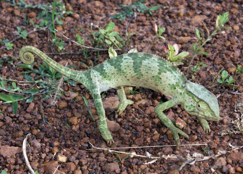 A green lizard on a brown, rocky background at Old Oyo National Park.