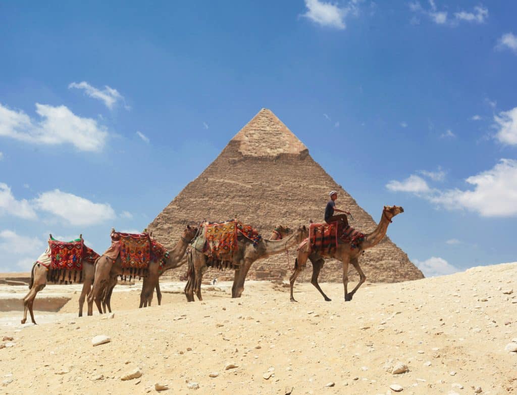 A photograph of camels used for tourist transportation and leisure activities.