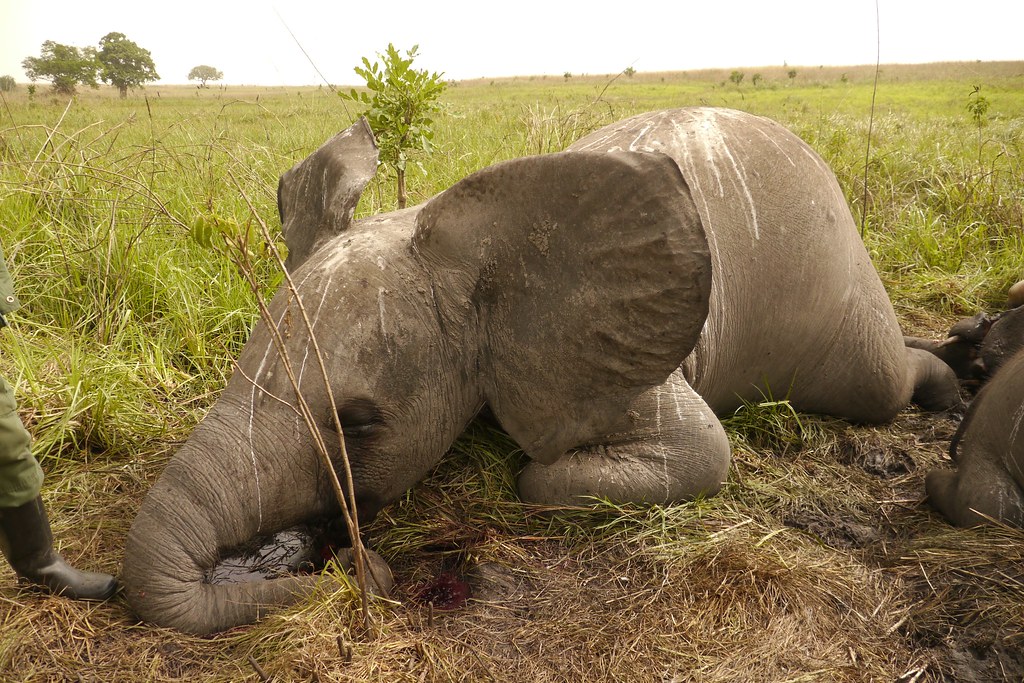 Picture of the carcass of poached elephant.