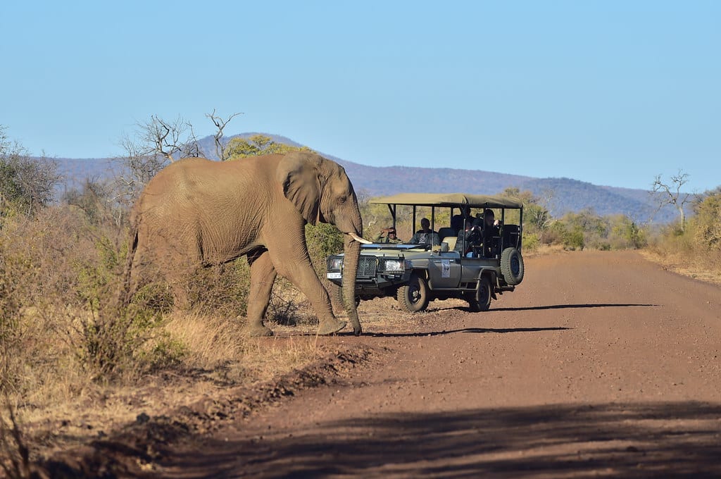 Picture of an elephant standing in front of a car, used to explain why Safari Tourism Is a threat to African wildlife.