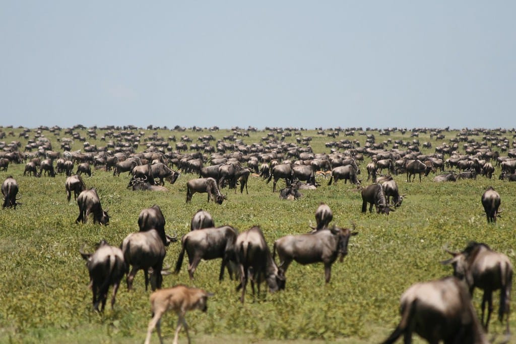 Picture of wildlife migrating. Used to explain why Safari Tourism Is a threat to African wildlife.